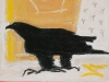 Aquila Audax