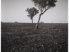 Mulga, Sturt N.P.
